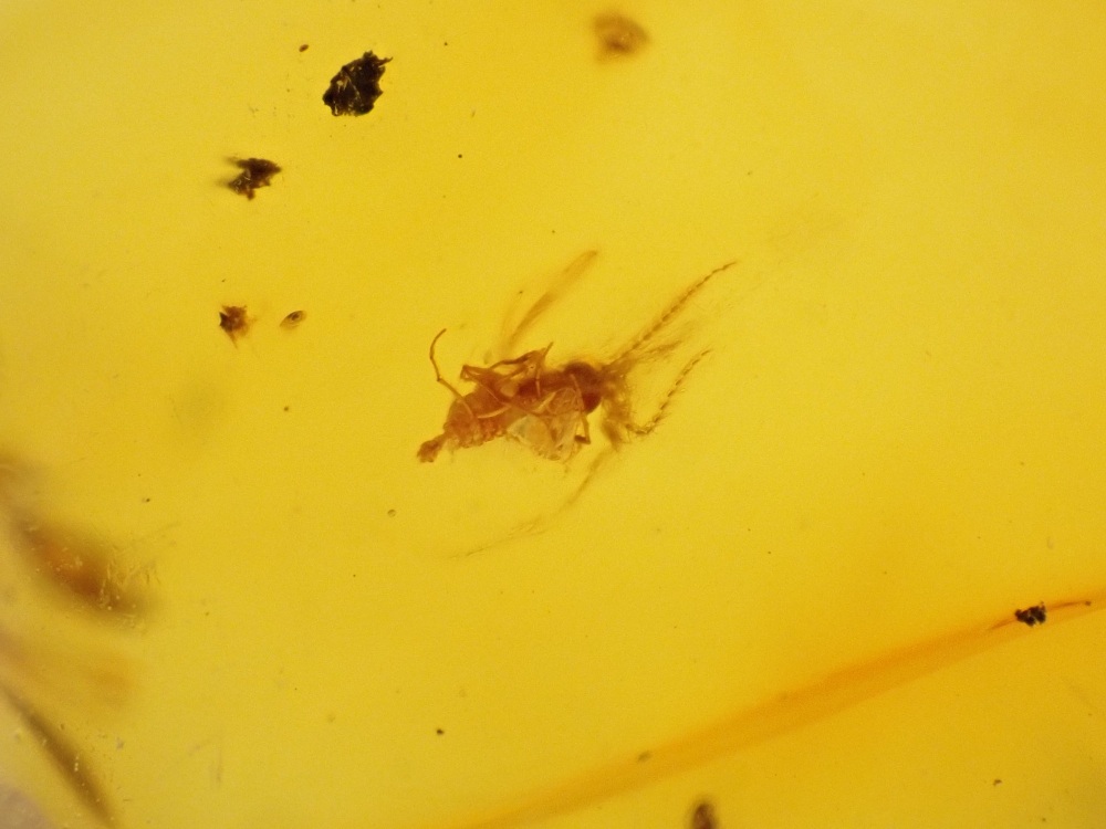 Dominican Amber Inclusion #13 (Insect Inclusions)