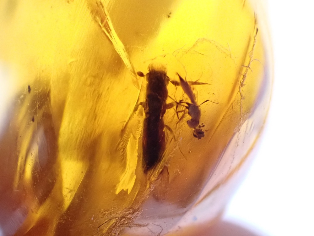 Dominican Amber Inclusion #13 (Insect Inclusions)