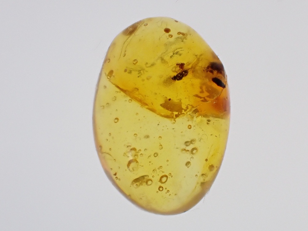 Dominican Amber Inclusion #20 (Winged Insect Inclusion)