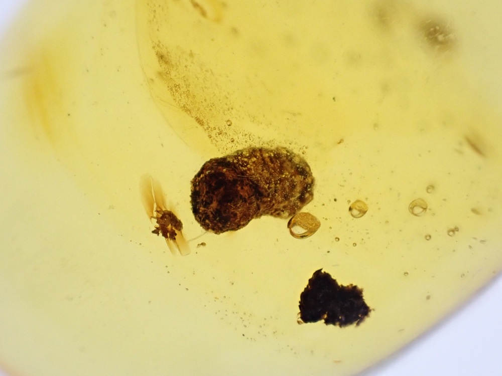 Dominican Amber Inclusion #21 (Coprolite Inclusion)
