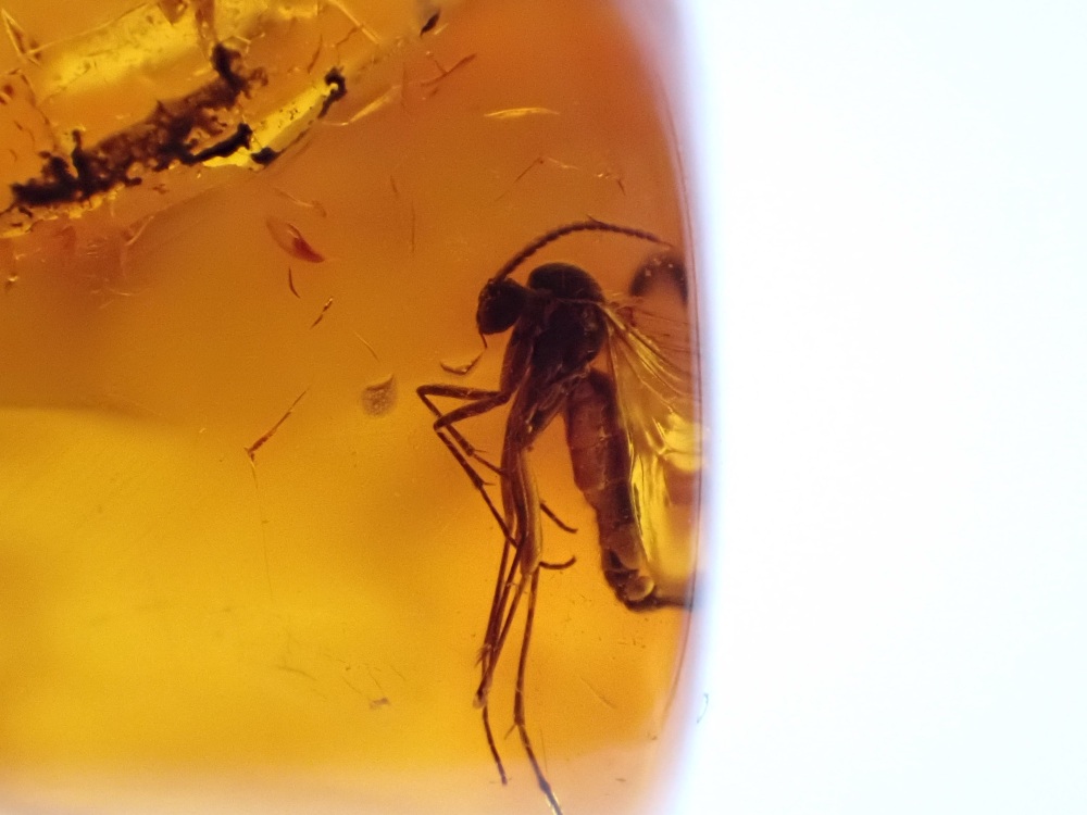 Dominican Amber Inclusion #22 (Fungus Gnat Inclusion)