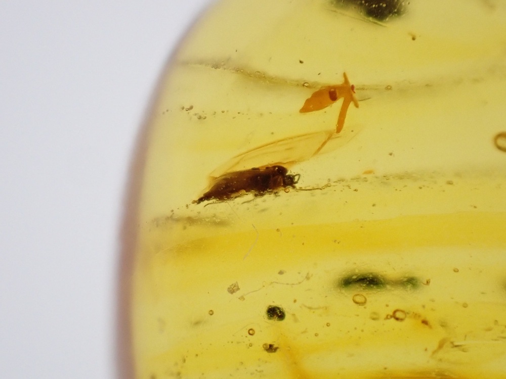 Dominican Amber Inclusion #23 (Insect Inclusion)