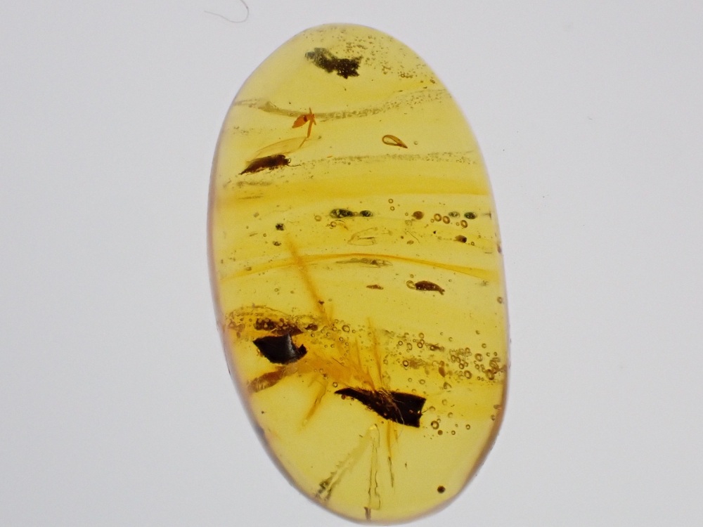 Dominican Amber Inclusion #23 (Insect Inclusion)