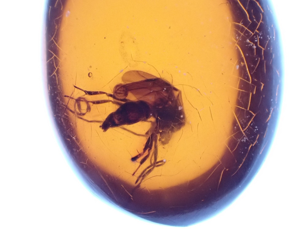 Dominican Amber Inclusion #25 (Winged Insect Inclusion)