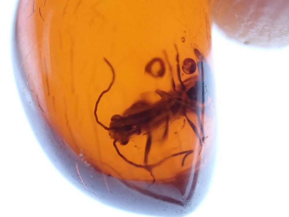 Dominican Amber Inclusion #25 (Winged Insect Inclusion)