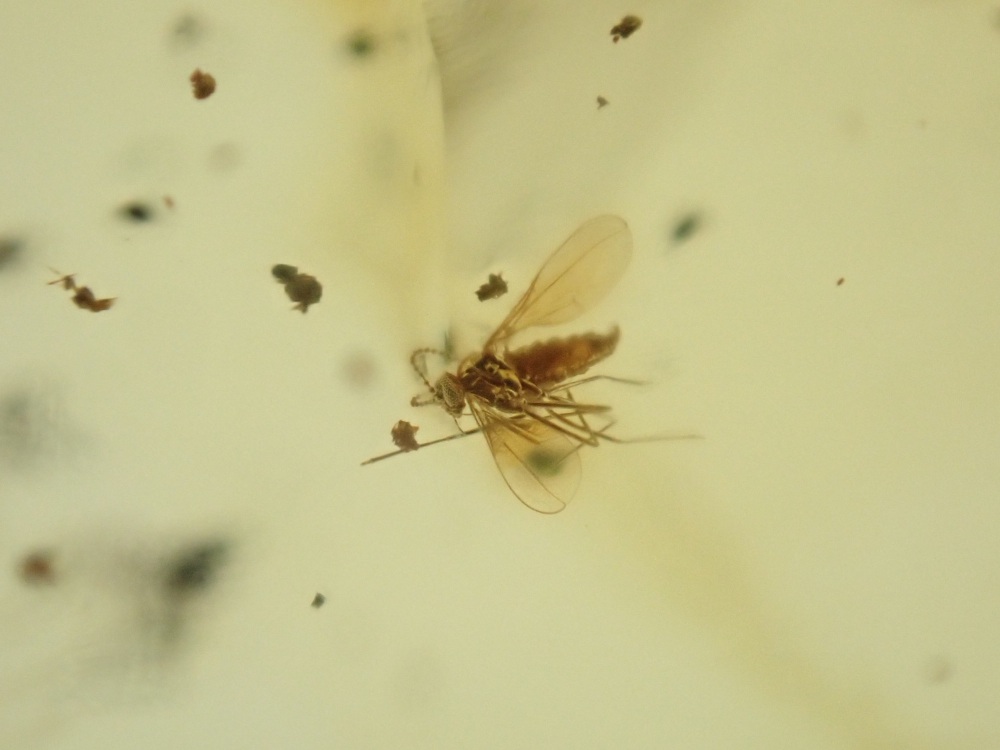 Dominican Amber Inclusion #26 (Small Winged Insect Inclusion)