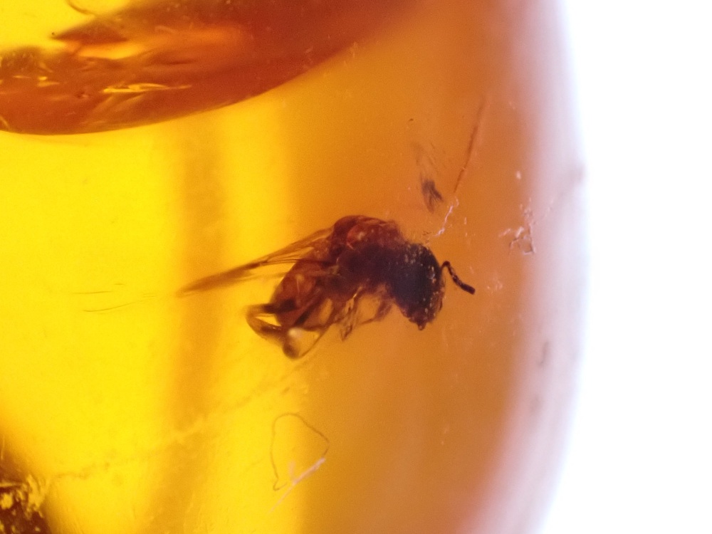 Dominican Amber Inclusion #19 (Winged Insect Inclusion)