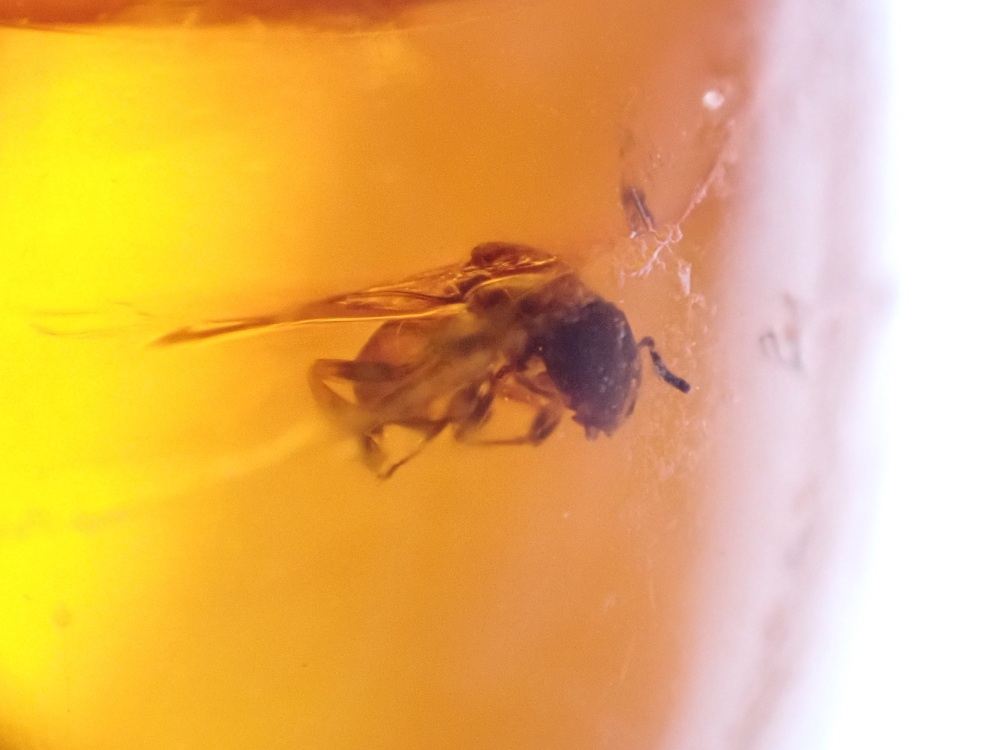 Dominican Amber Inclusion #19 (Winged Insect Inclusion)