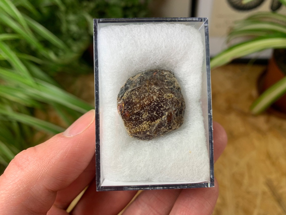 Sumatran Amber #01