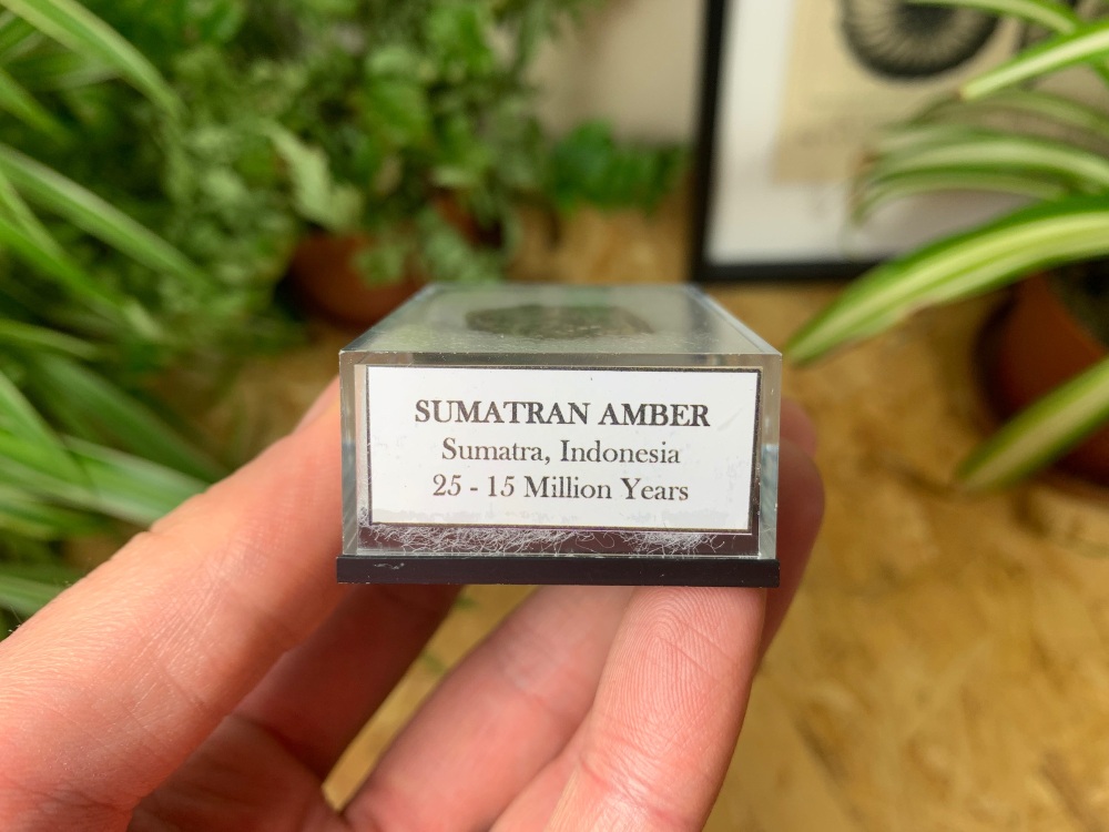 Sumatran Amber #02