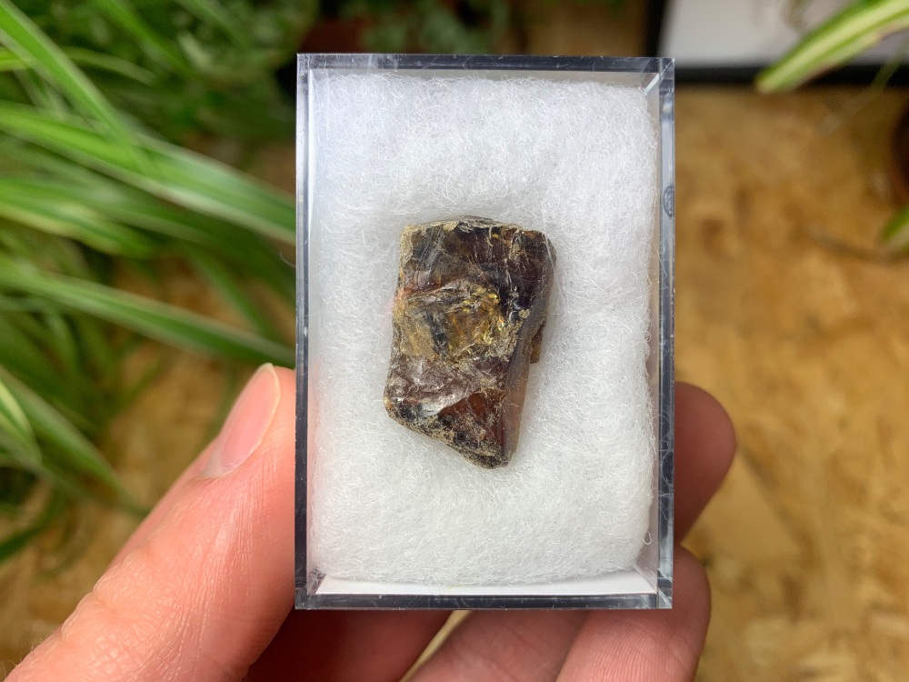 Sumatran Amber #03