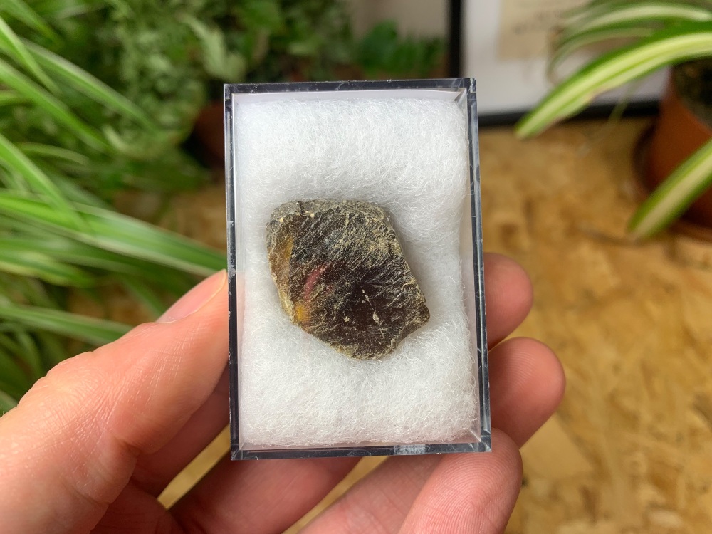 Sumatran Amber #04