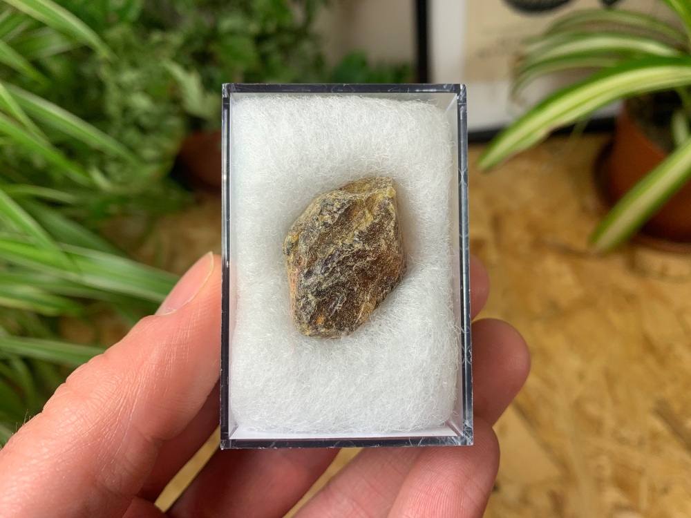 Sumatran Amber #05