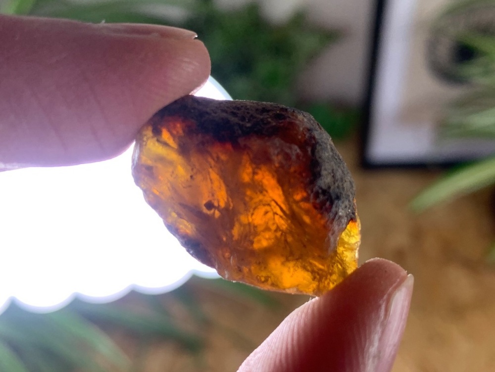 Sumatran Amber #05