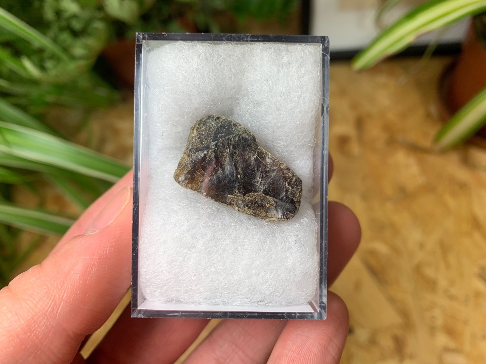 Sumatran Amber #06
