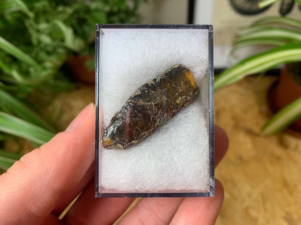 Sumatran Amber #07