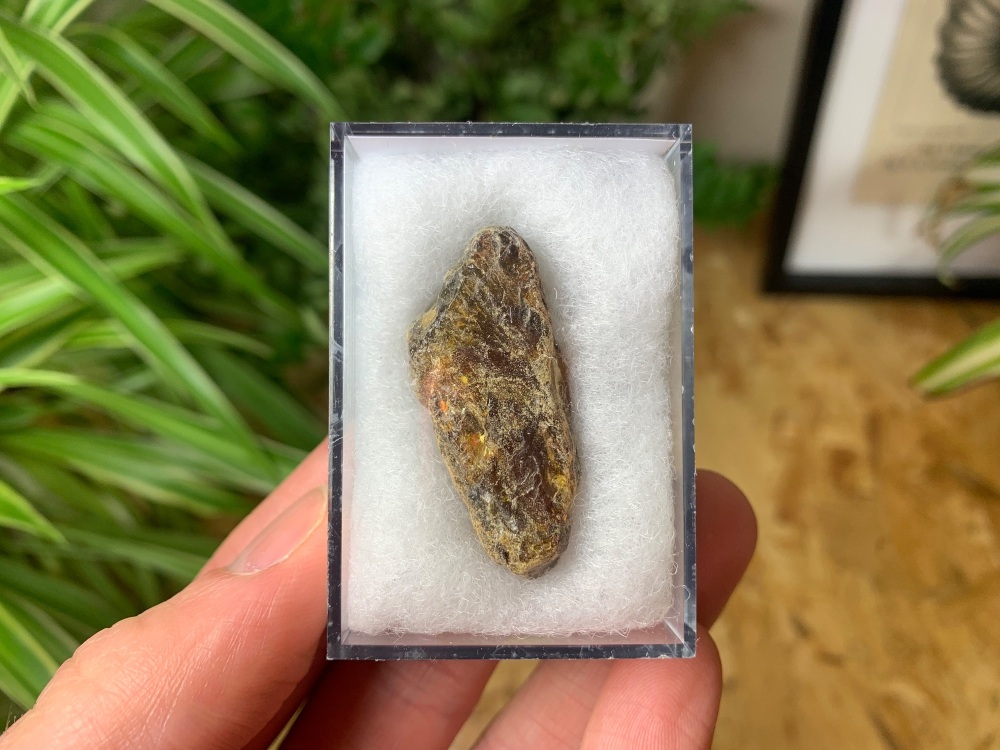 Sumatran Amber #08
