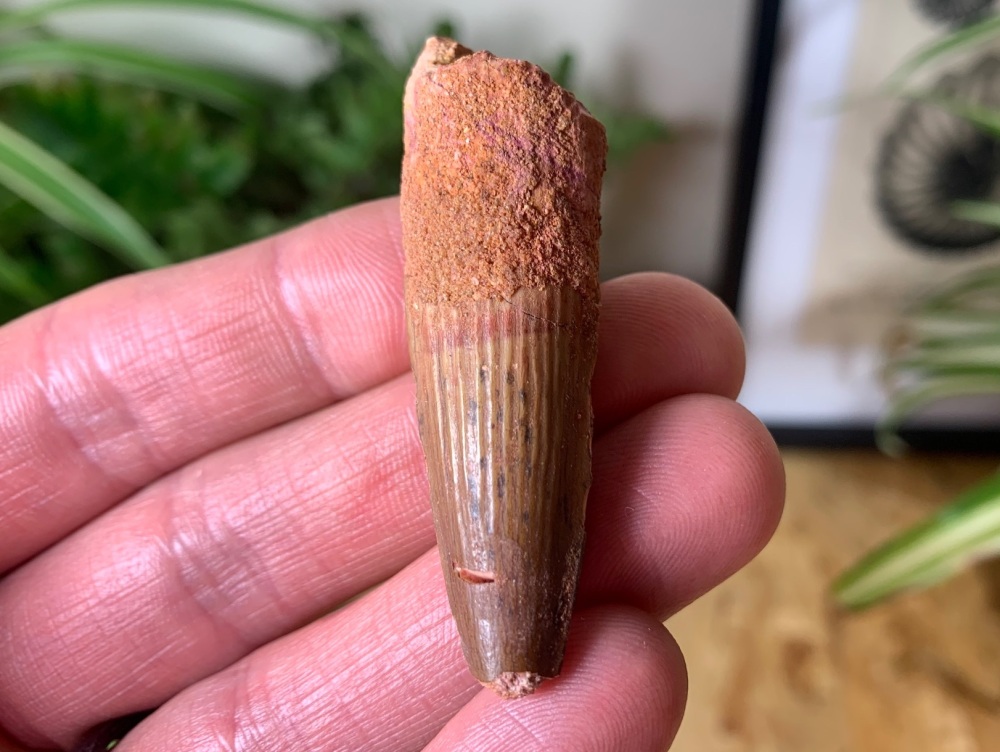 Spinosaurus Tooth - 2.19 inch #SP03