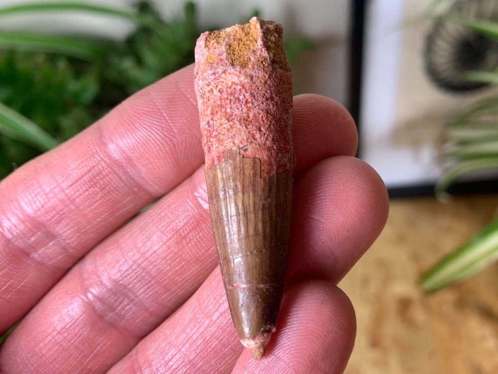 Spinosaurus Tooth - 1.88 inch #SP04