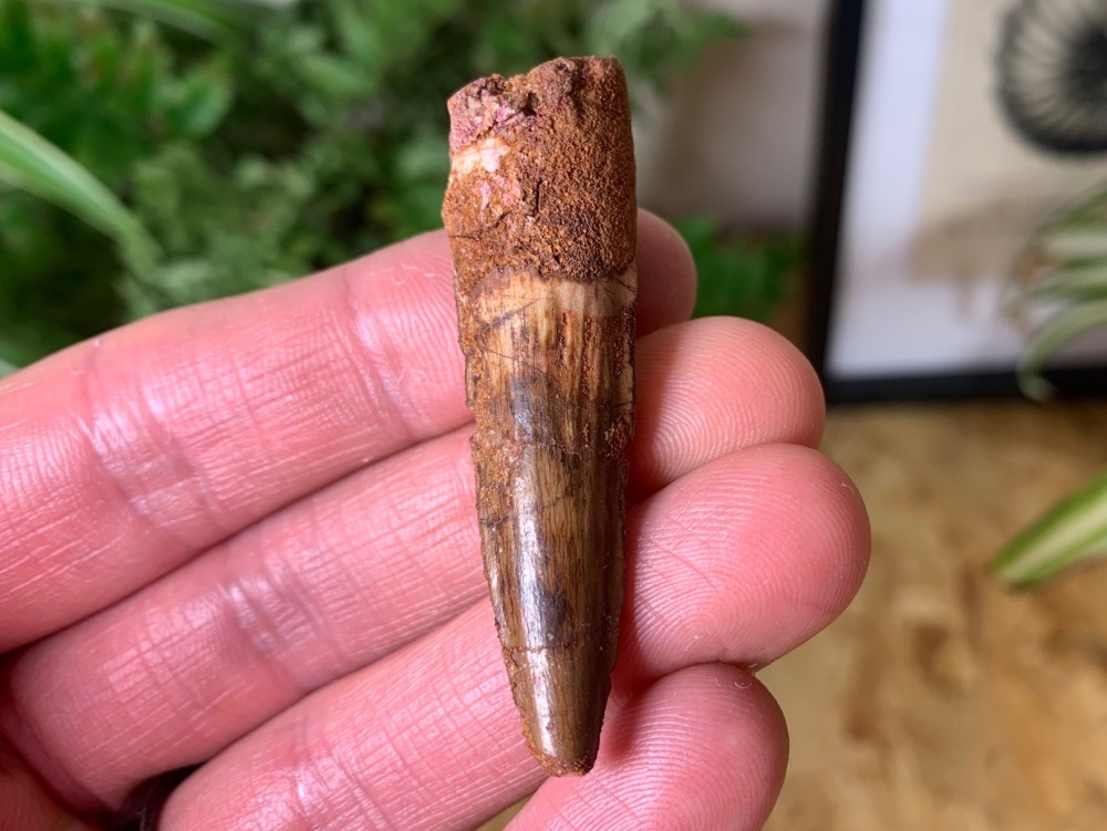 Spinosaurus Tooth - 2.19 inch #SP20