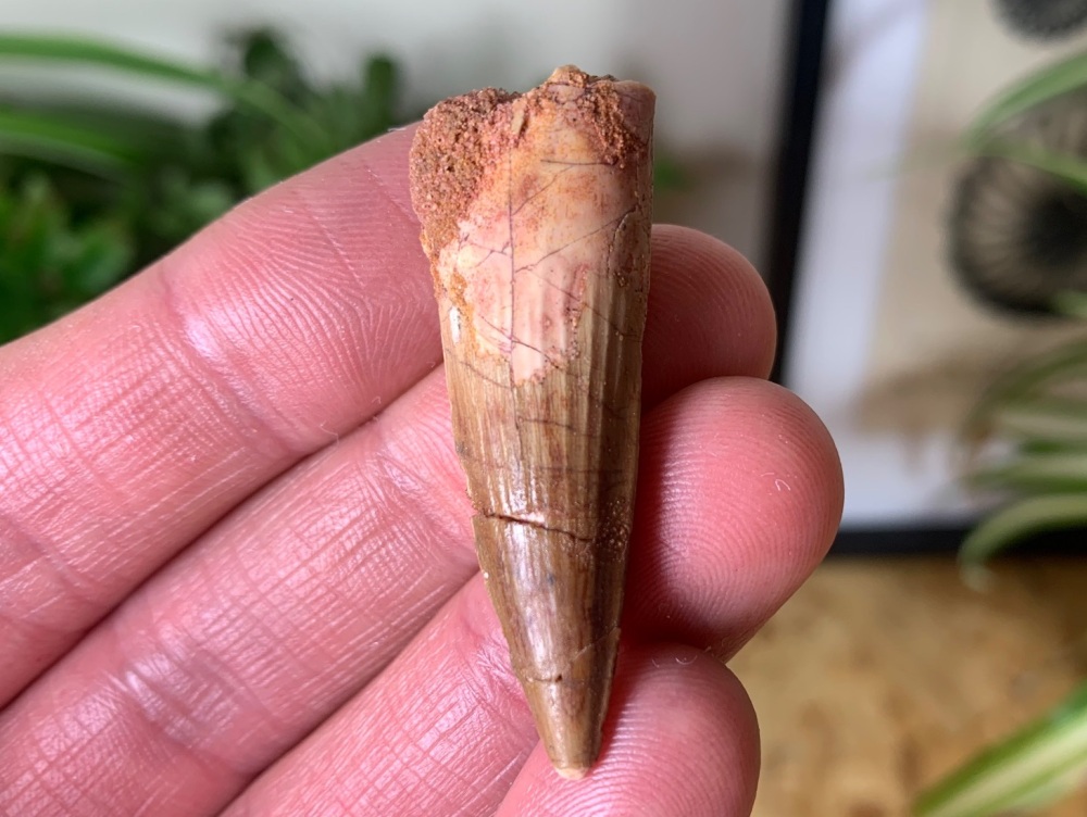 Spinosaurus Tooth - 1.63 inch #SP31