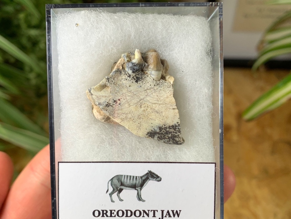 Oreodont (Merycoidodon) Jaw #01