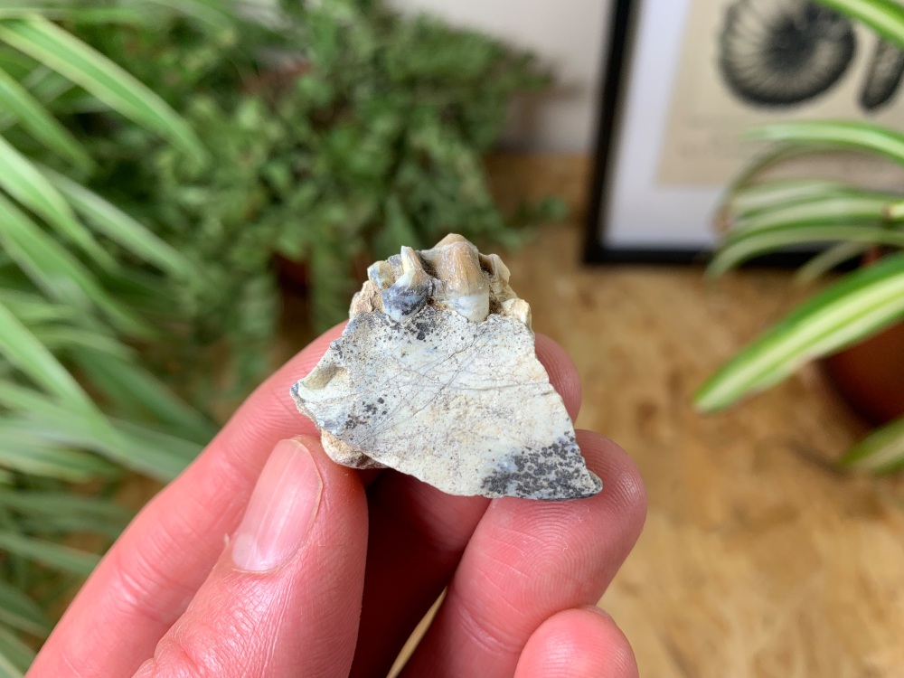 Oreodont (Merycoidodon) Jaw #01