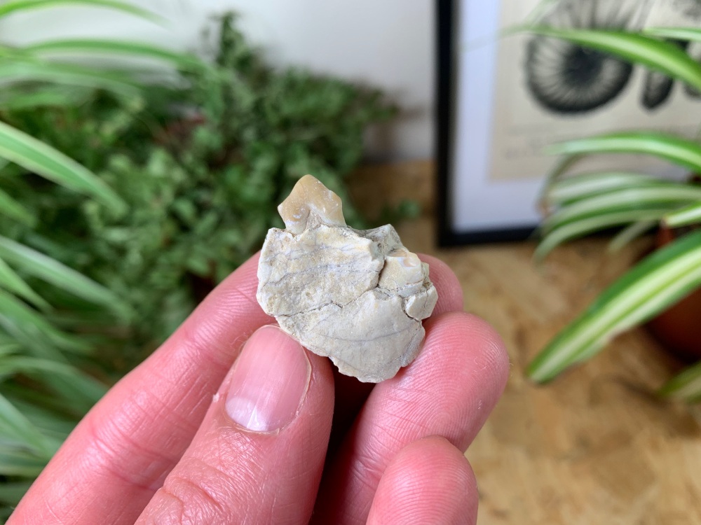 Oreodont (Merycoidodon) Jaw #02