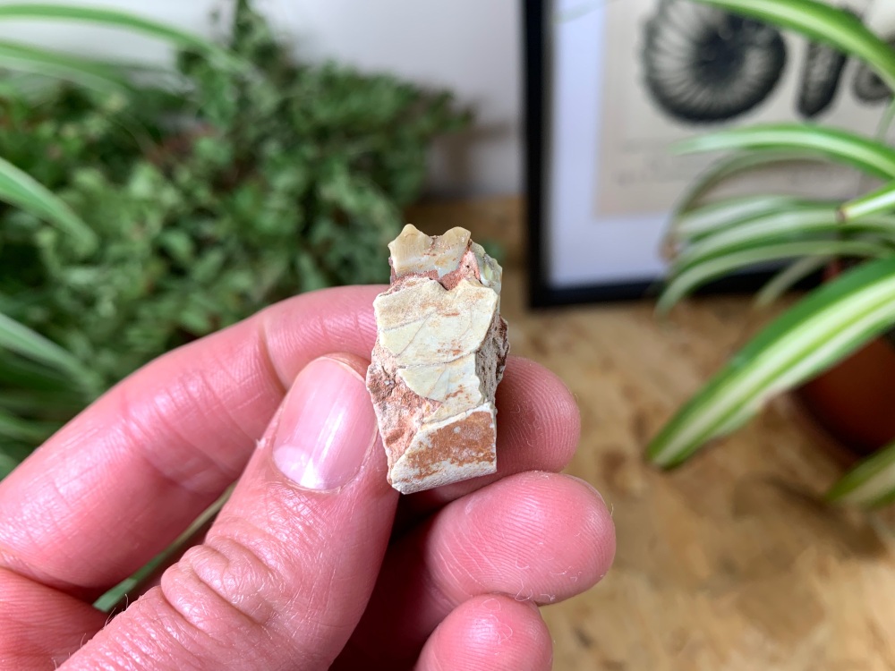 Oreodont (Merycoidodon) Jaw #03