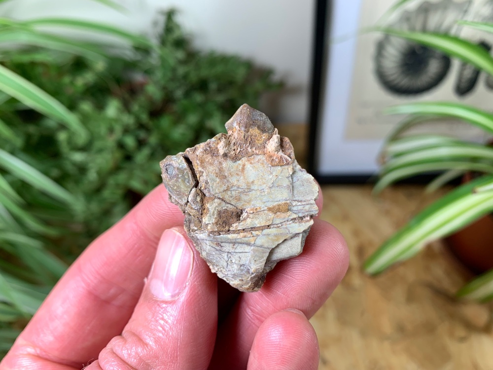 Oreodont (Merycoidodon) Jaw #04