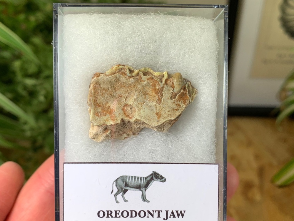 Oreodont (Merycoidodon) Jaw #05