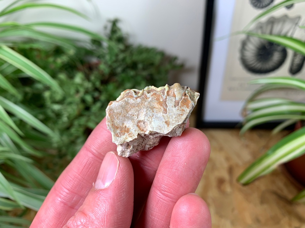 Oreodont (Merycoidodon) Jaw #05