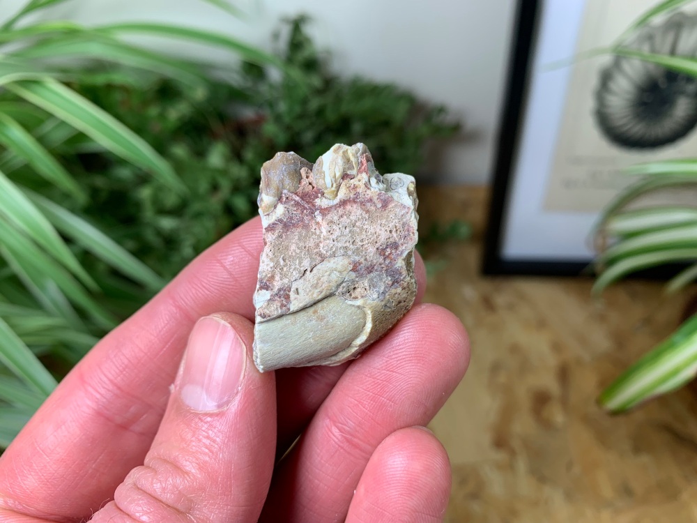 Oreodont (Merycoidodon) Jaw #06