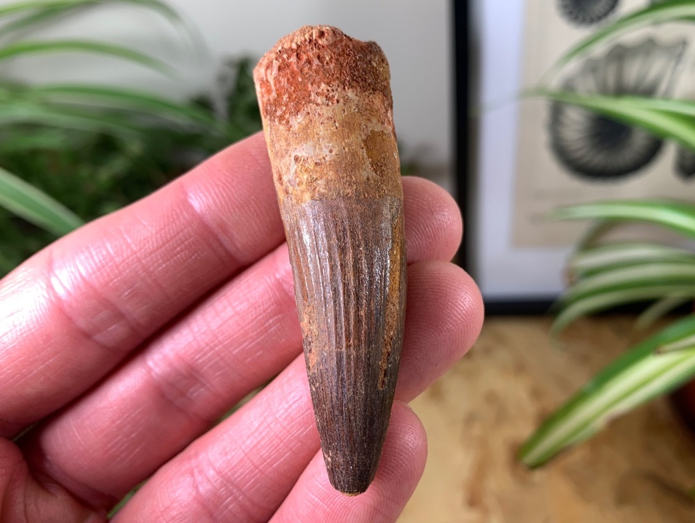 Spinosaurus Tooth - 2.38 inch #SP40