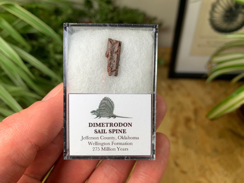 Dimetrodon Sail Spine (Oklahoma) #01