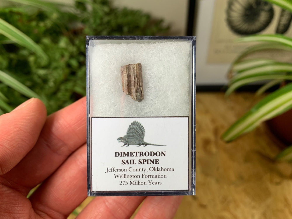 Dimetrodon Sail Spine (Oklahoma) #02