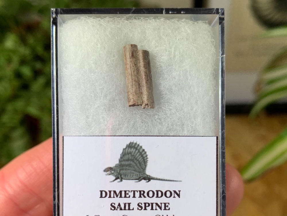Dimetrodon Sail Spine (Oklahoma) #03