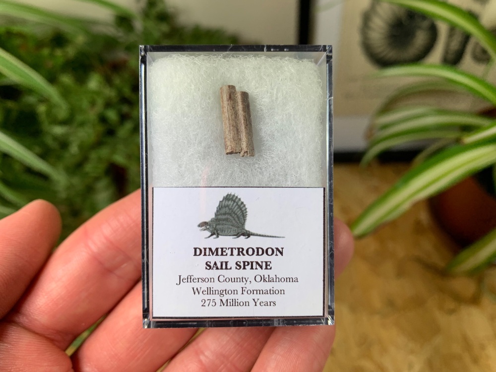 Dimetrodon Sail Spine (Oklahoma) #03