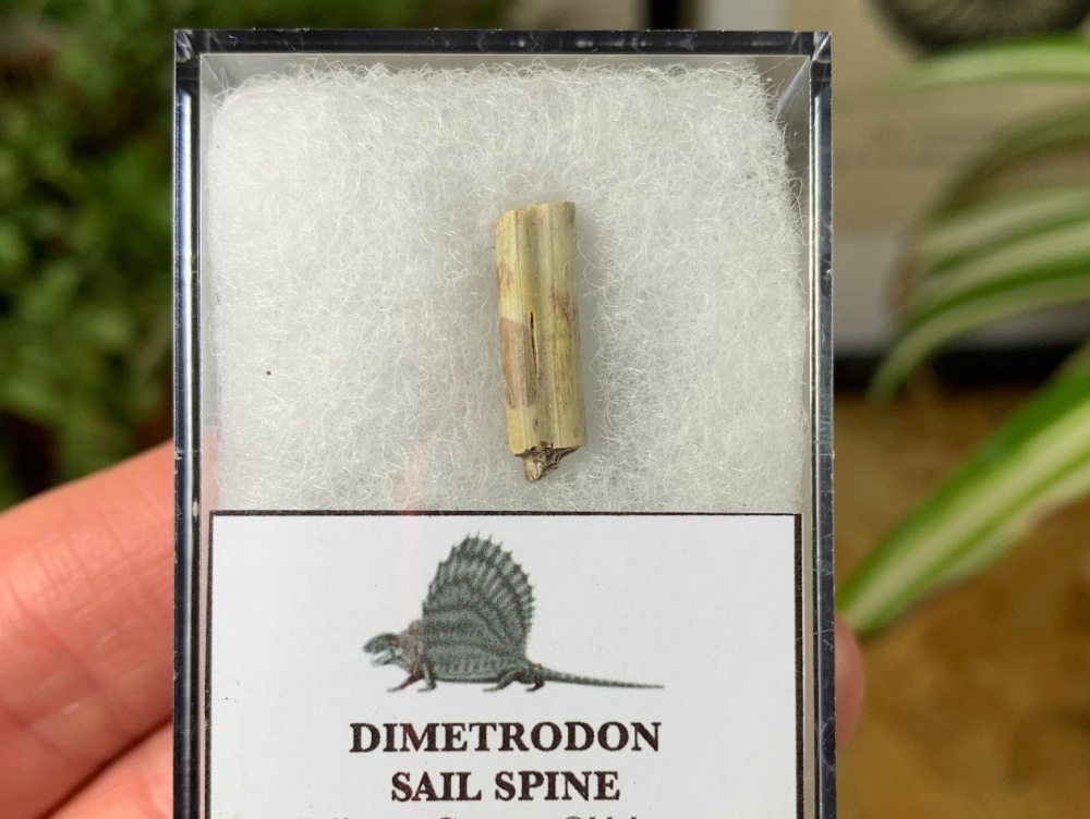 Dimetrodon Sail Spine (Oklahoma) #04
