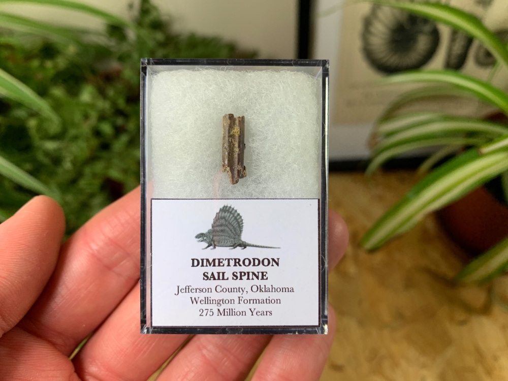Dimetrodon Sail Spine (Oklahoma) #05