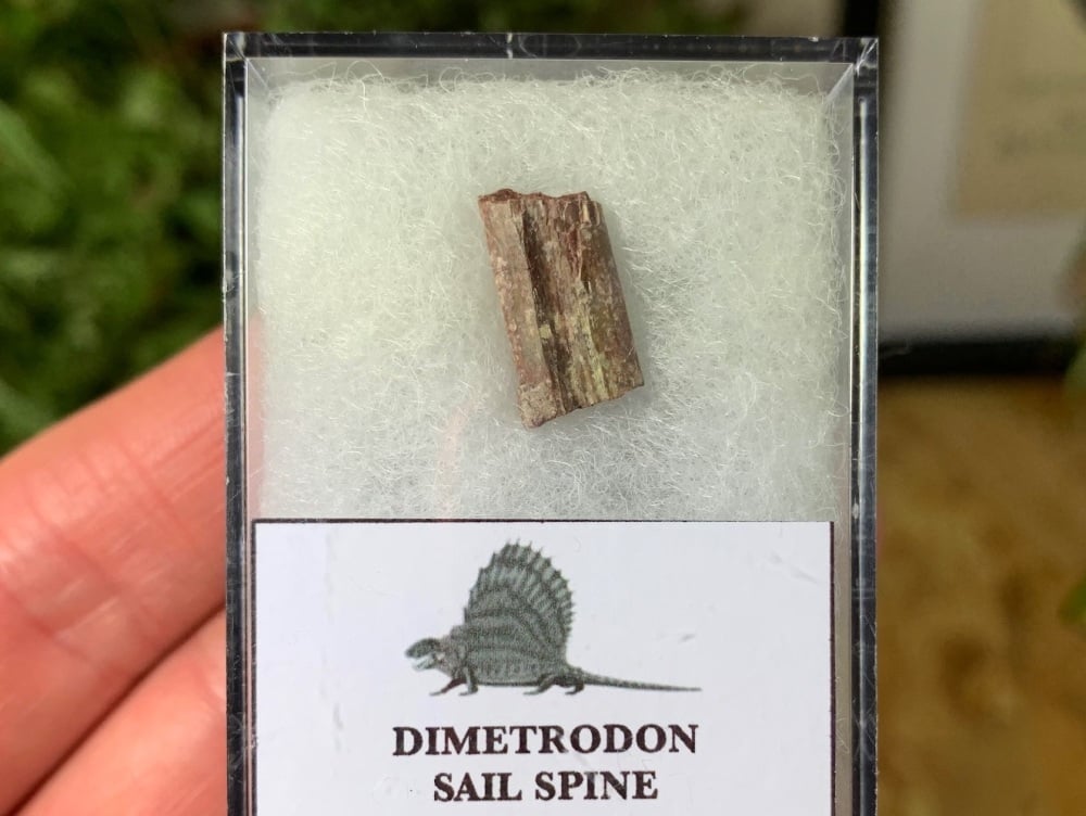 Dimetrodon Sail Spine (Oklahoma) #06