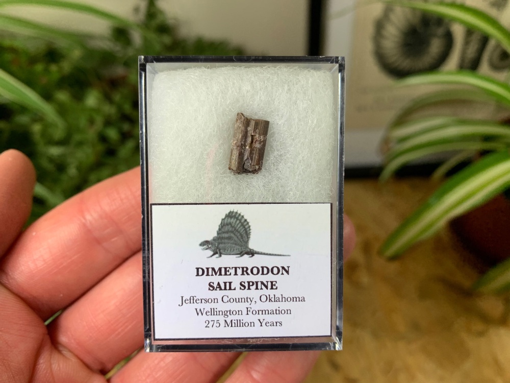Dimetrodon Sail Spine (Oklahoma) #07