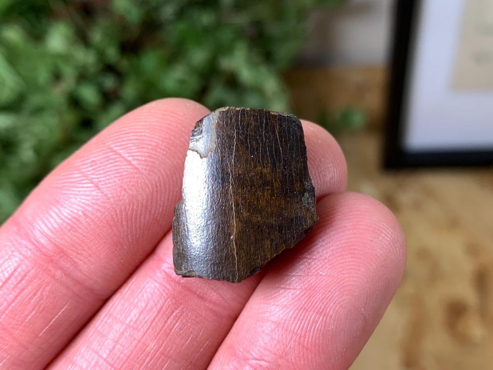 Black friday sale fossil shop