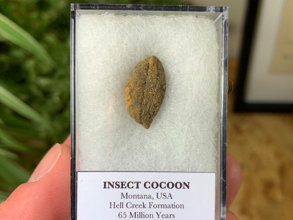 Insect Cocoon (Hell Creek Formation) #02