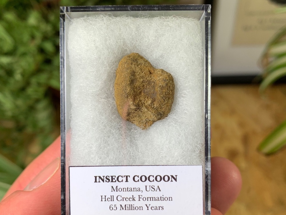 Insect Cocoon (Hell Creek Formation) #03