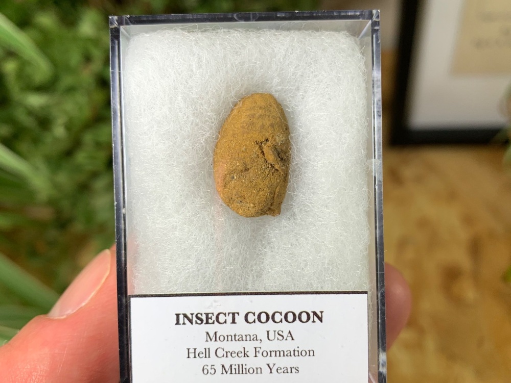 Insect Cocoon (Hell Creek Formation) #04