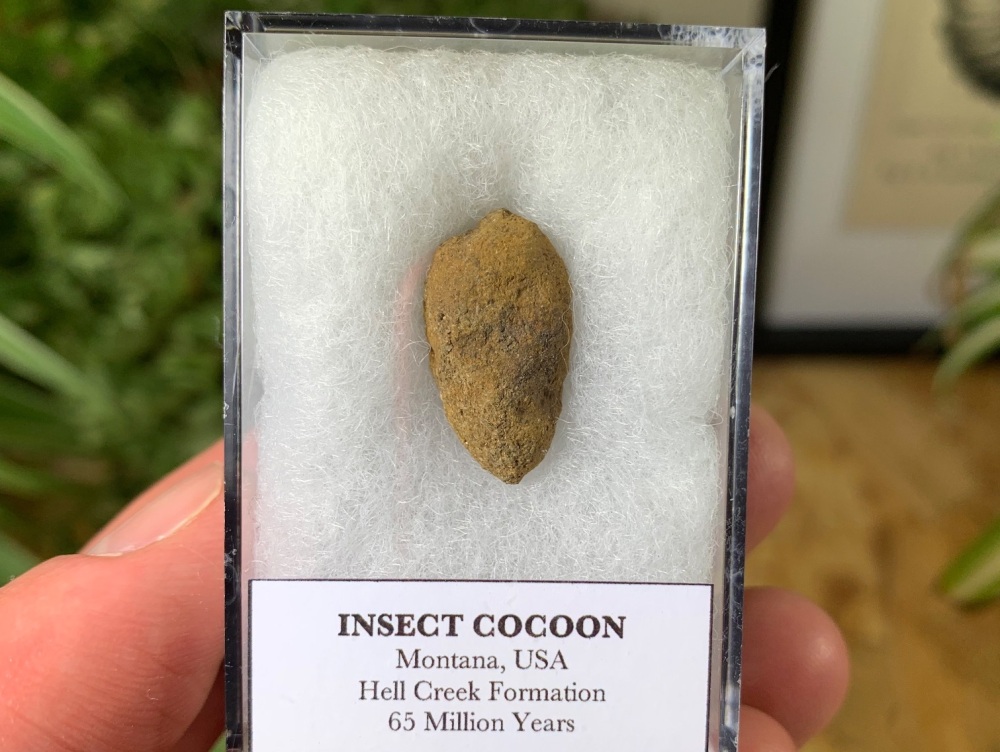 Insect Cocoon (Hell Creek Formation) #05