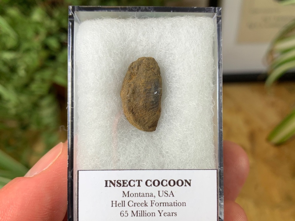 Insect Cocoon (Hell Creek Formation) #06