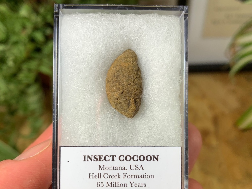 Insect Cocoon (Hell Creek Formation) #08