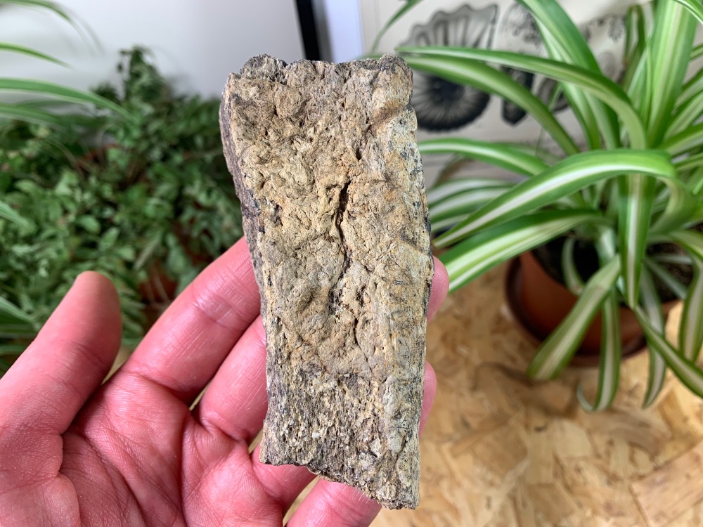 Triceratops Frill (4.06 inch) #02